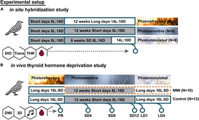 Unraveling the Role of Thyroid Hormones in Seasonal Neuroplasticity in European Starlings (Sturnus vulgaris)